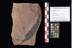 Foto (Objekt + Etikett) von Myrica lignitum Unger (NHMW-GEO-2024-0188-0665)